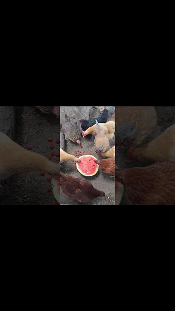 it's watermelone 🍉