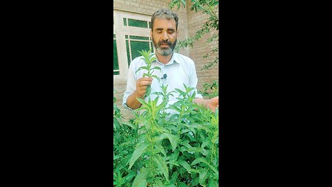 medical benefits of peppermint... pudina in kashmiri