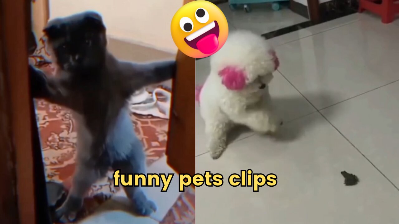 funny pets videos | funny dogs | funny cats fights pets funny movements