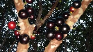 essa e a jabuticaba mais saborosa seus frutos são graúdos