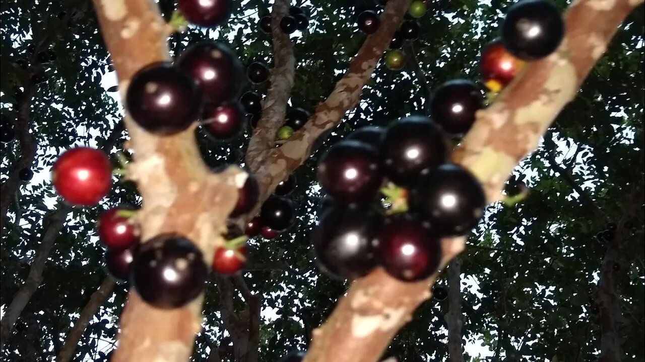 essa e a jabuticaba mais saborosa seus frutos são graúdos