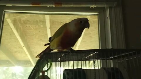 Birdy Umbrella Dance