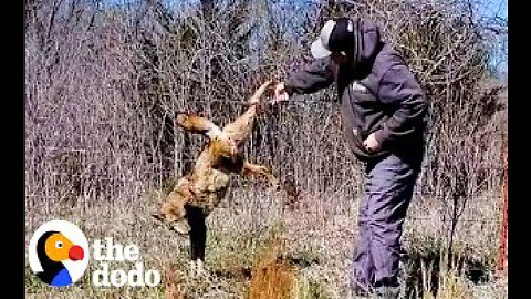 Coyote Waits Patiently For Guy To Free Him From Fence | The Dodo