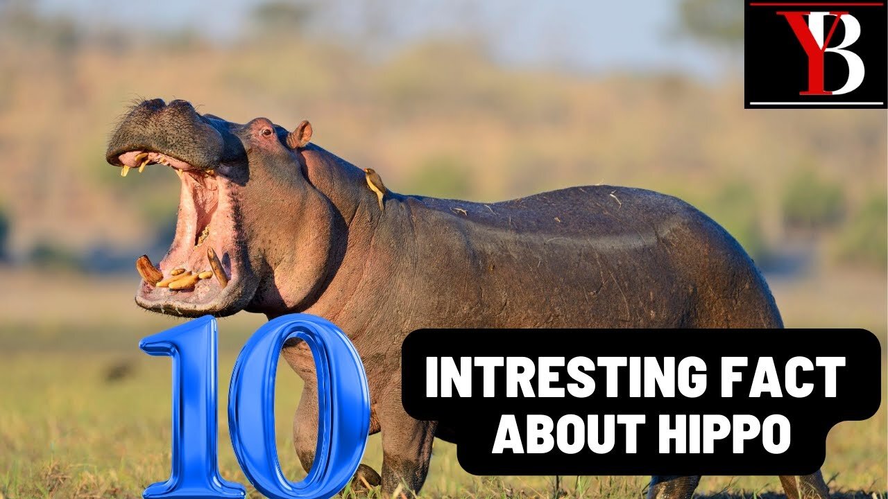 Rare Hippo Moment Caught on Camera- National Park Experience That Left Us Speechless!