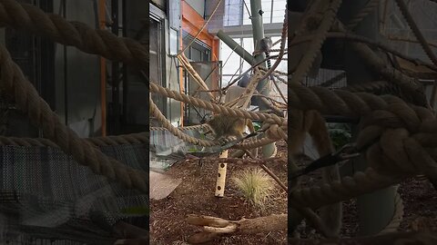 Lemurs Lunch Time 🥗 #lemur #shorts #lunch #zoo