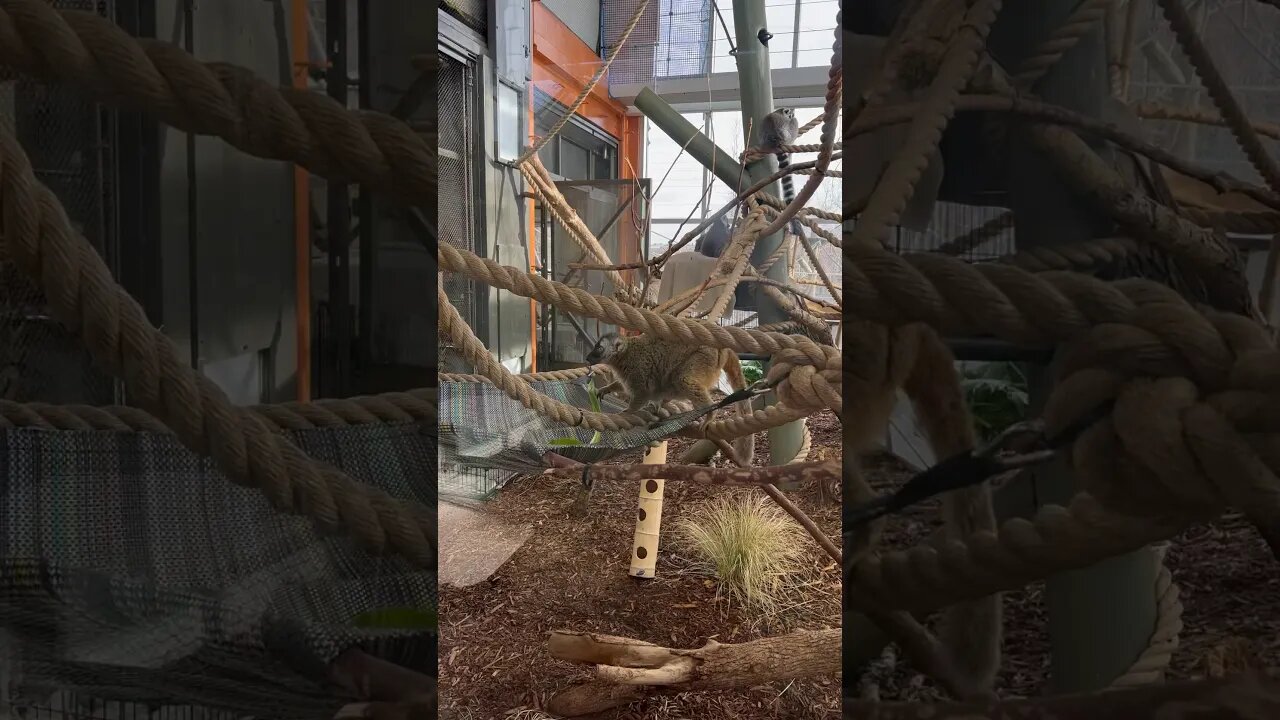 Lemurs Lunch Time 🥗 #lemur #shorts #lunch #zoo