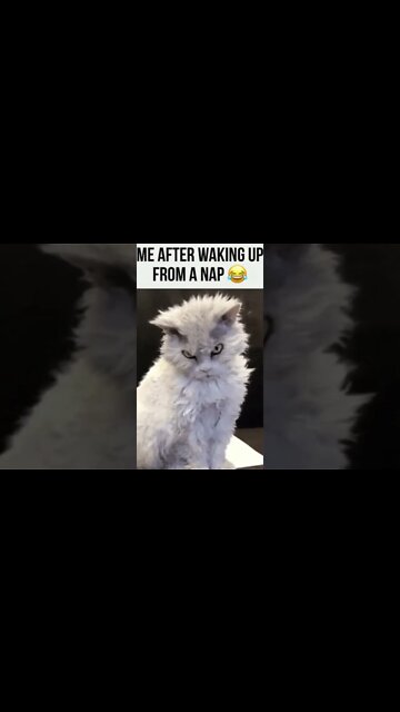 Angry Cat Sounds #Shorts 😾