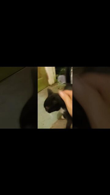 Katty Cat Catching Carresses