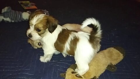 G Litter Kitchen Play Time(2)