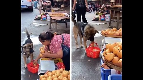 Caring Daddy Dog goes to the store