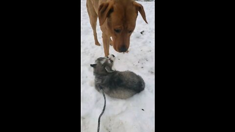 Husky Puppy play with big brother Lab in Snow