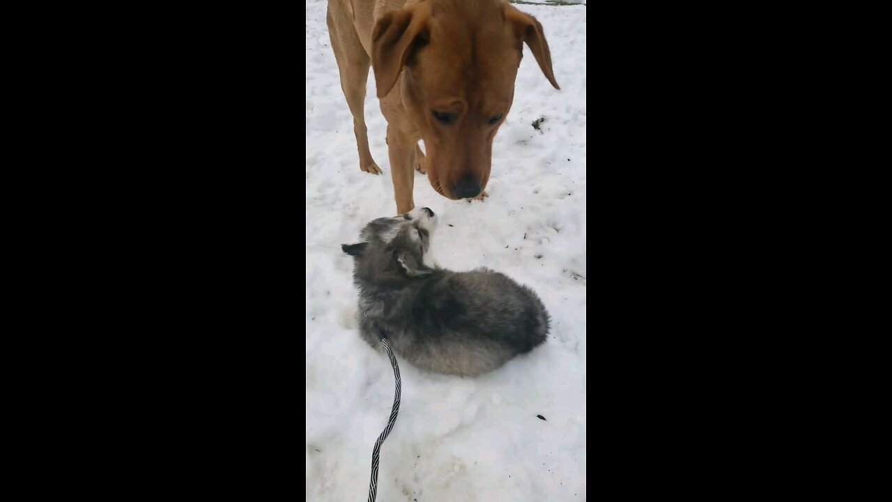 Husky Puppy play with big brother Lab in Snow