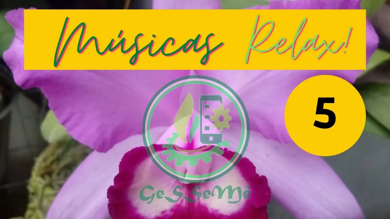 RELAXE . OUÇA MÚSICA RELAXANTE APRECIANDO LINDAS ORQUIDEAS. #5 CATTLEYAS INTERMÉDIAS