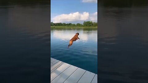 Funny Animal Moments