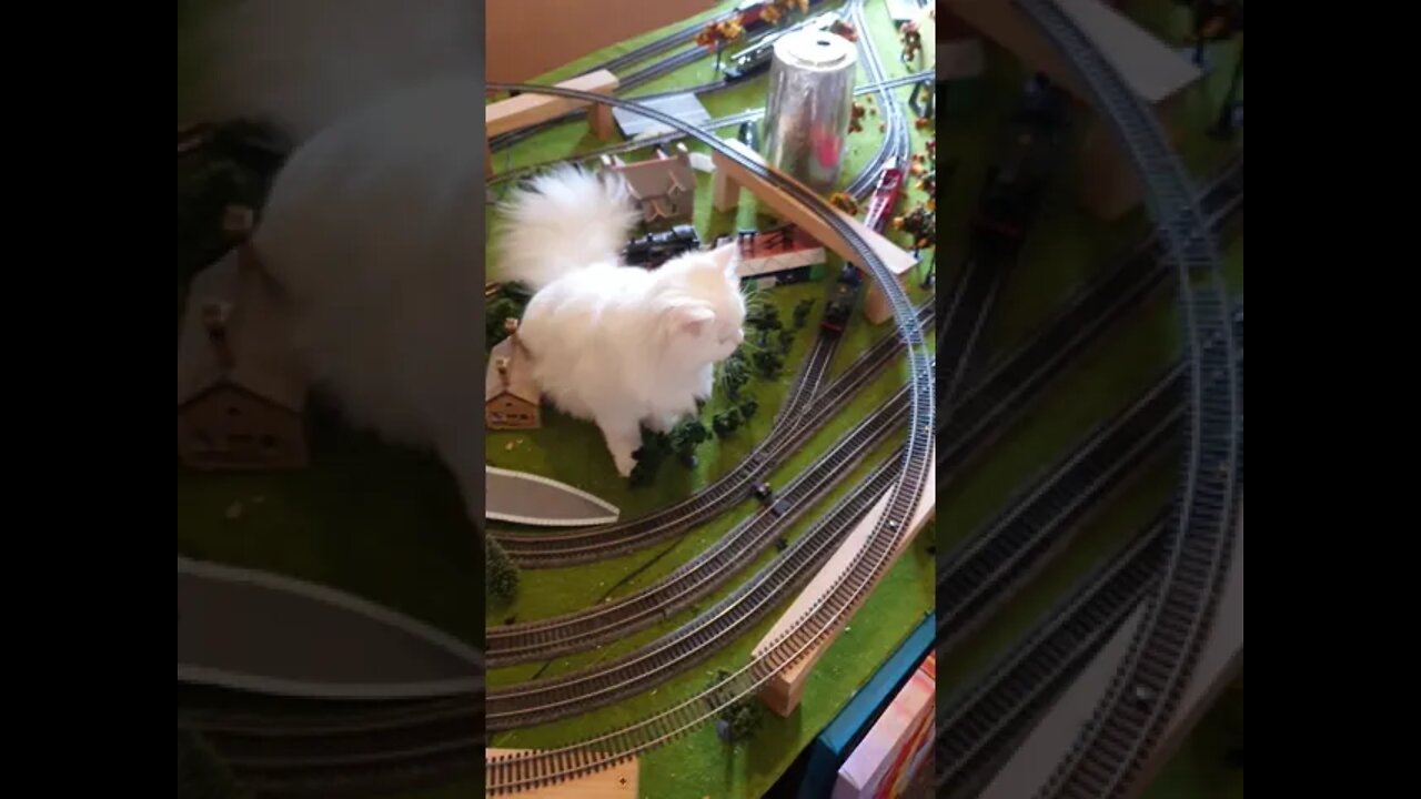 Cat setting in the middle of a running Hornby train setup