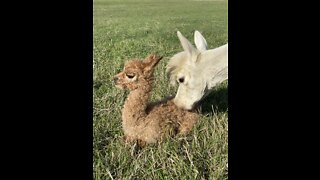 Meet Barley! Our Newborn Cria!