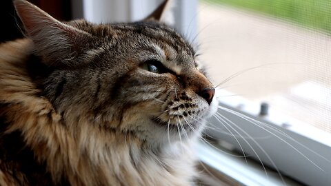 Leia Chattering at Bird Calls