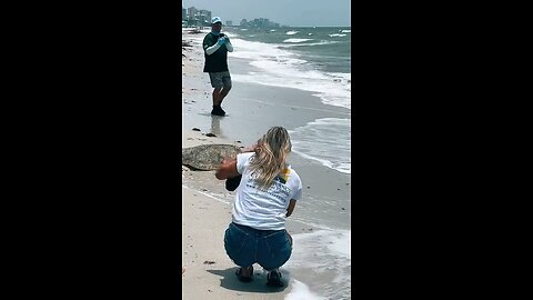 Loggerhead Red Tide Turtle Release at Delnor Wiggins State Park #SeaTurtle #LoggerHead #RedTide