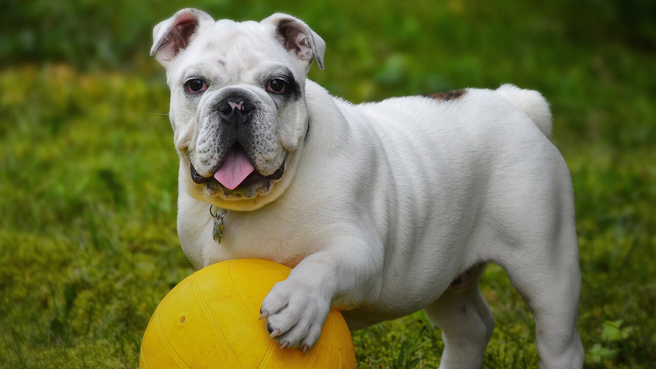 Funny BULL DOG's Day Out...Try not to Laugh - 😋😎😂🔥
