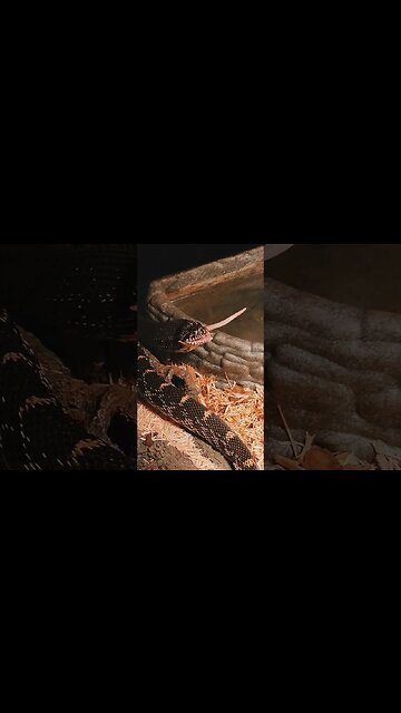 Delicious Snack For This Snake#shorts