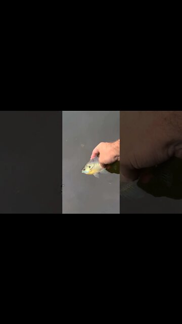 Small creek fishing for panfish. #bluegill #panfish #creek #fishing #fintherapy