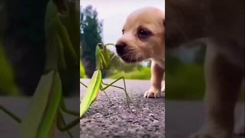 Special friendship 🥺❤️…. please get this viral | #shorts | #viral | #funnydogs | #trending