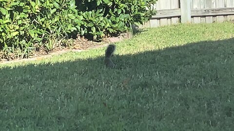 Blasian Babies Watch Squirrels Digging And Burying At Spring Break 2024 House Garden Before Winter!