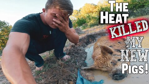 The Heat (KILLED) My New Pigs! ~ (NEW) Farm Animal! ~ Death On The Homestead