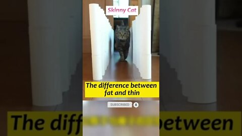 funny cat videos | cute cat videos| cute animals funny cats #shorts #shortsfunny #cutecat #funnycat
