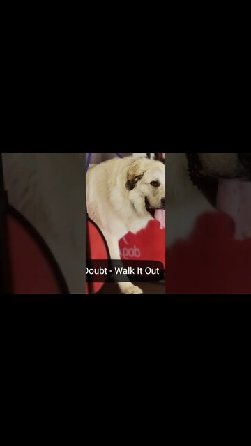 Movement is always the answer for reactive or aggressive dogs.