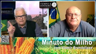 Milho com boas cotações nos portos