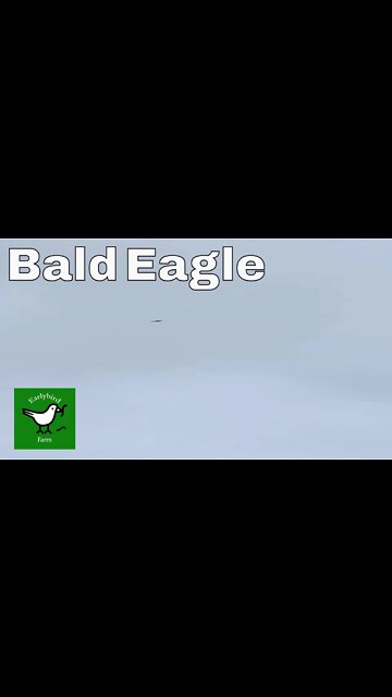 Bald Eagle Soaring in High Wind Storm | #shorts