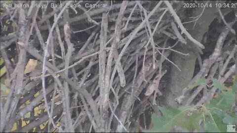 Hays Eagles nest ,Mouse, Wren, and Squirrel visits 101420