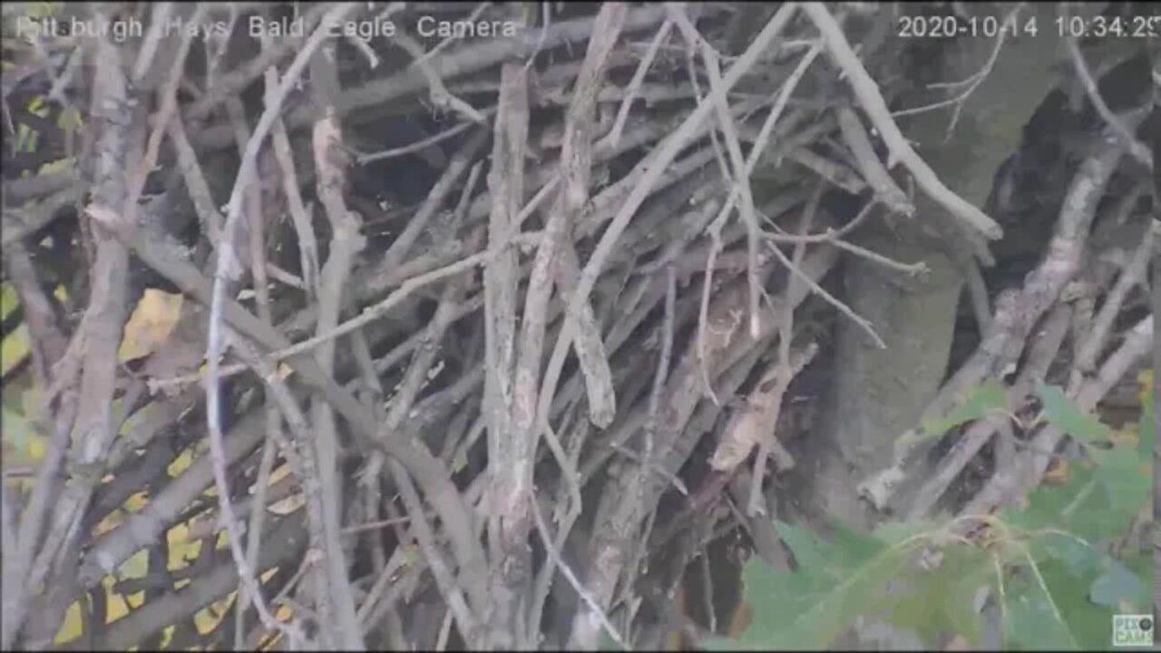 Hays Eagles nest ,Mouse, Wren, and Squirrel visits 101420