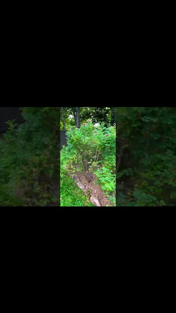 My Large Rose Bush 🌹