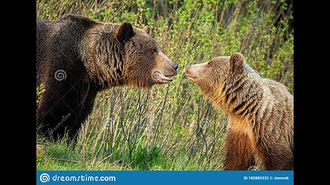 Wild Bears Have Unique Relationship With Woman