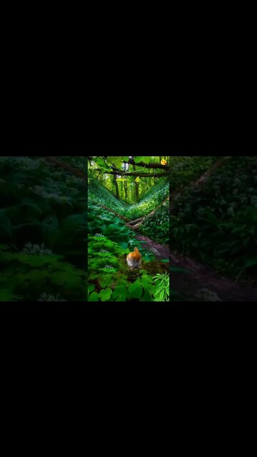 Beauty Of Nature #Livesty #ytshorts #Luxury #Nature #viral #viral2022 #trending #trending2022