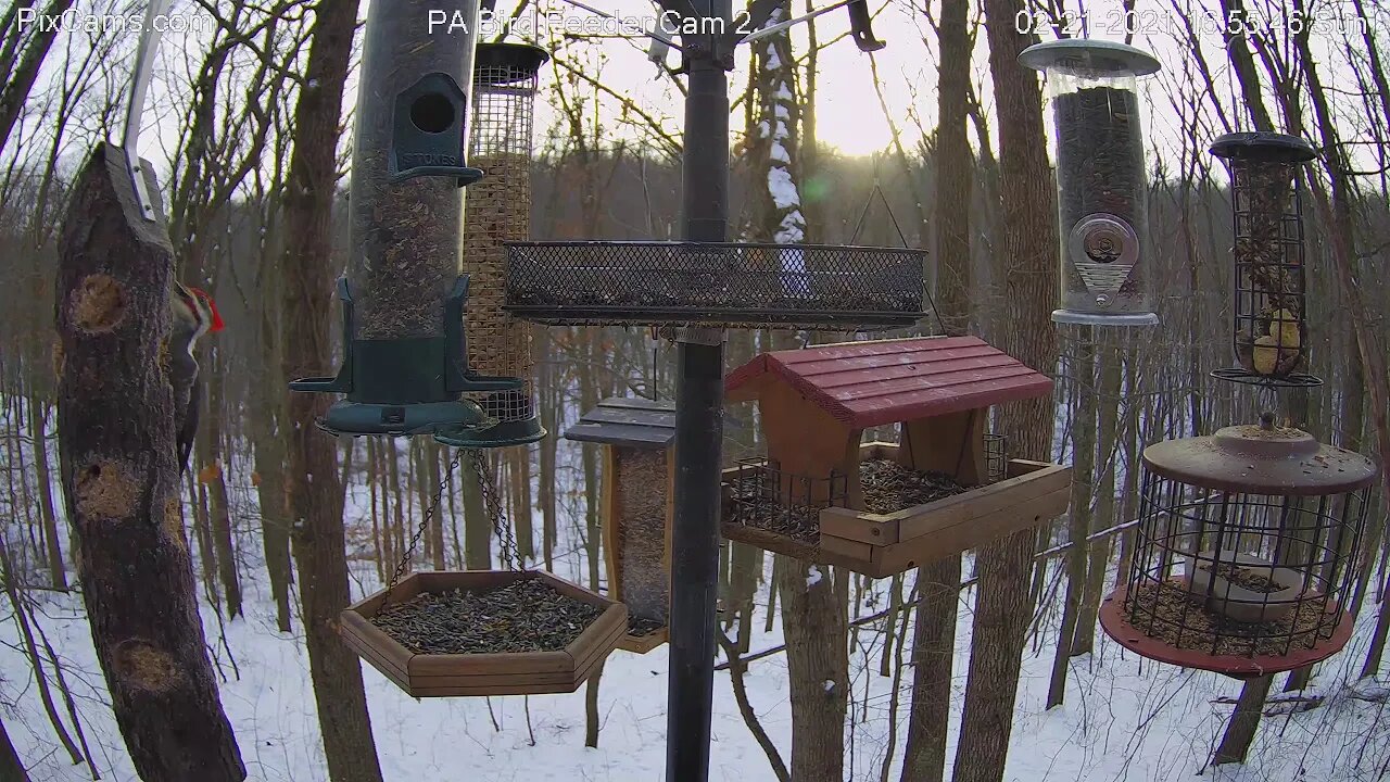 Male pileated woodpecker call