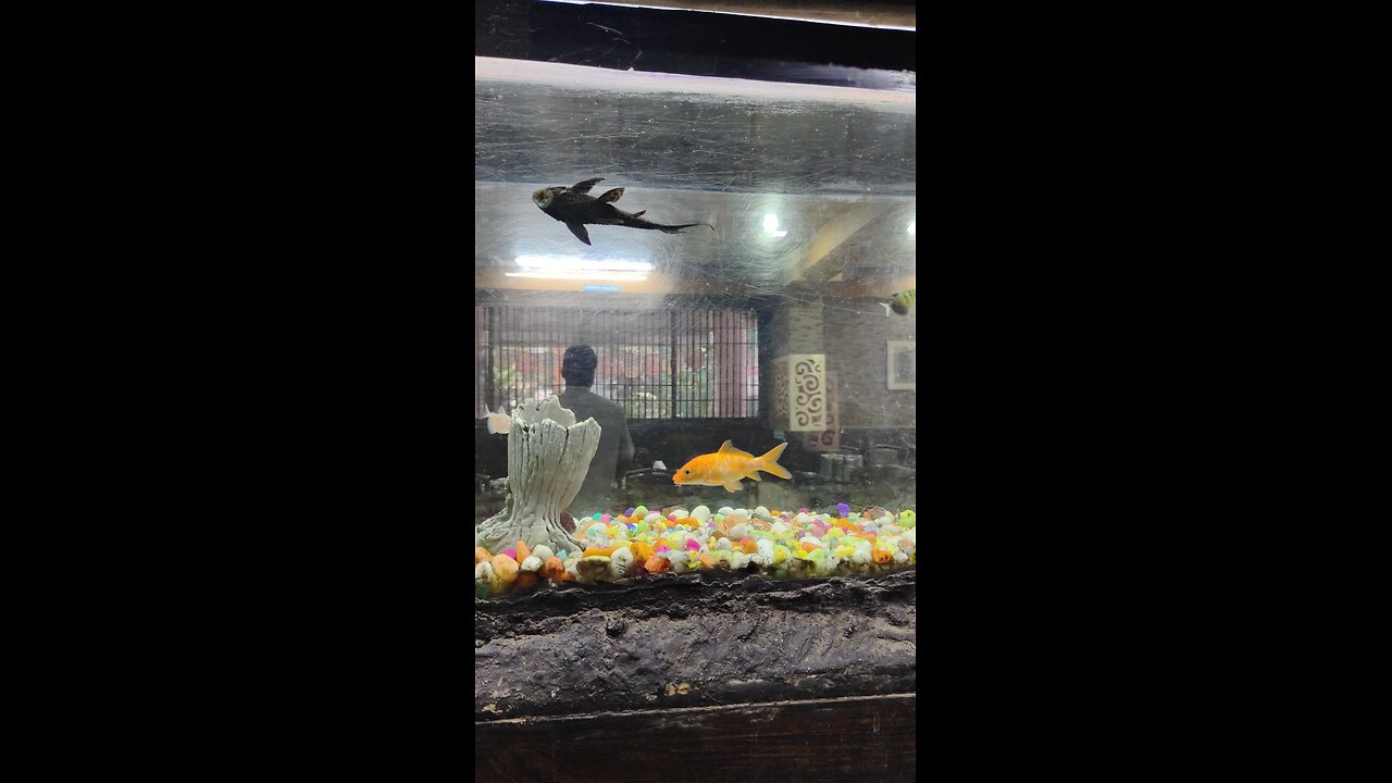 fish in air