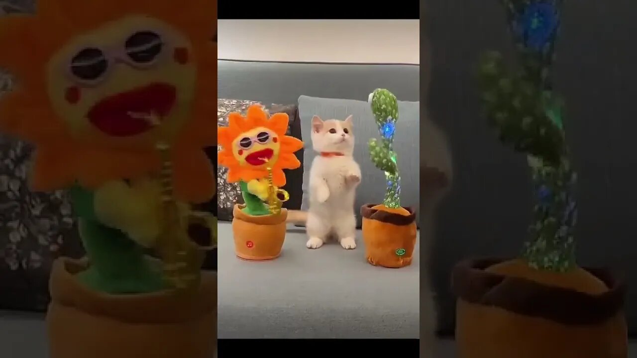 Funny Cat Here #shorts