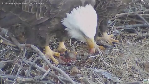 Hays Eagles Dad brings Mom a Squirrel for dinner 2.20.22 17:36