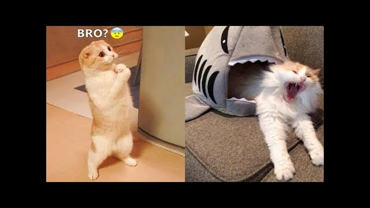 Super Funny Animal Video that Will Make You Laugh Out Loud | Keep Laughing |