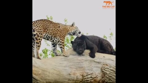 Big Cats