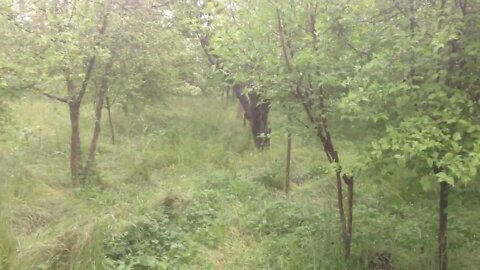 Life in Nature, Next to Nature, In Νature. May Day in the village.