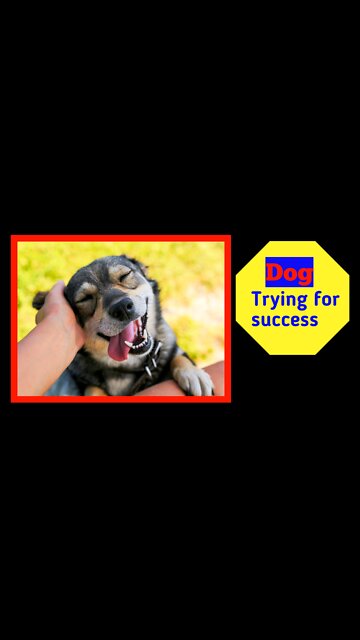 Dog trying for success | best example of success | #dog #pets #Entertainment #fun #funny