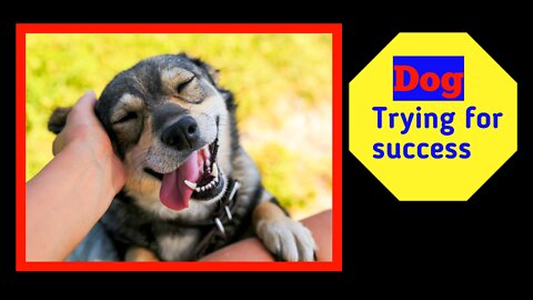 Dog trying for success | best example of success | #dog #pets #Entertainment #fun #funny