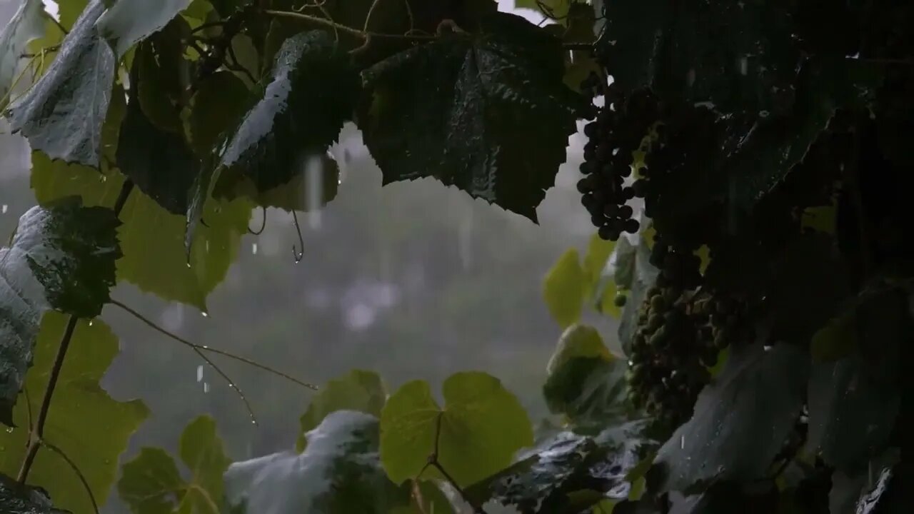 Soothing Sounds Rain Falling On Leaves For One Hour