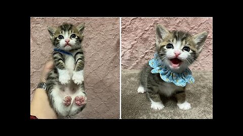 Cute cats funny baby ❤