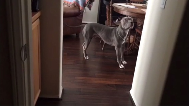 Pit Bull successfully plays hide-and-seek with his owner