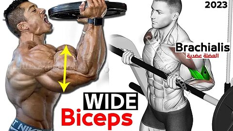 7 Best Exercise For Wider Biceps